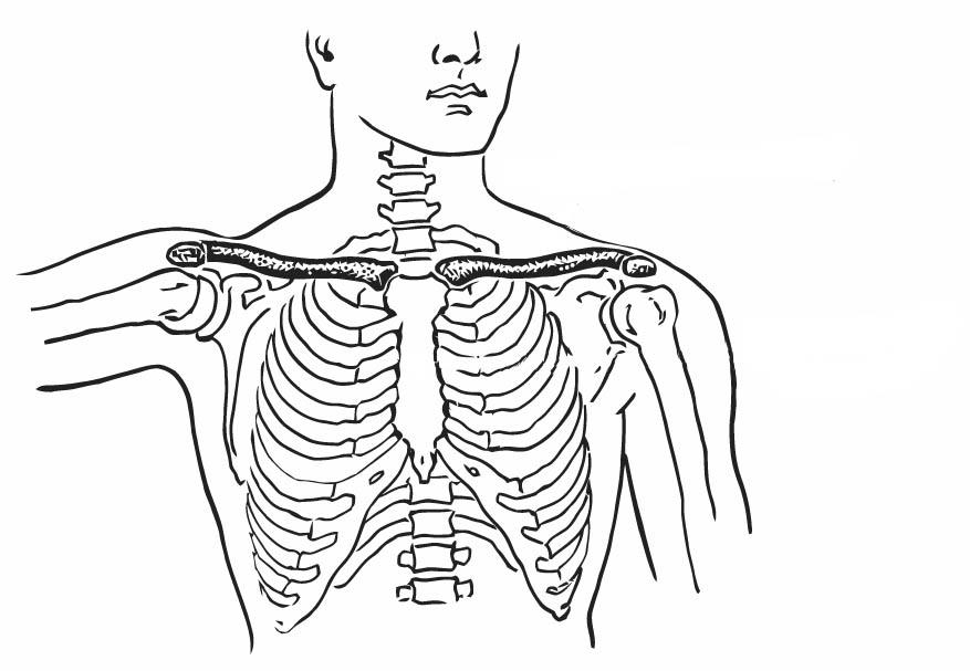 Coloring page collarbone and breastbone