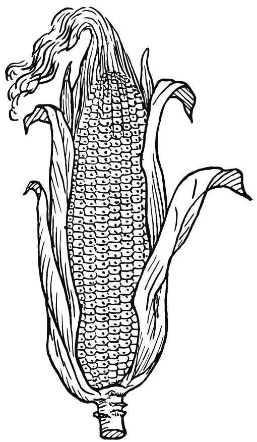 Coloring page corn