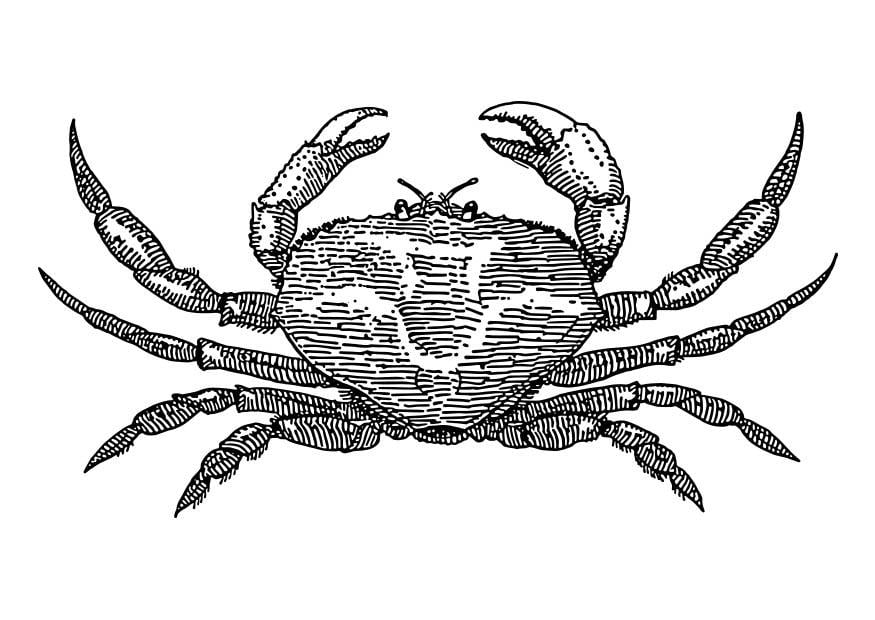 Coloring page crab