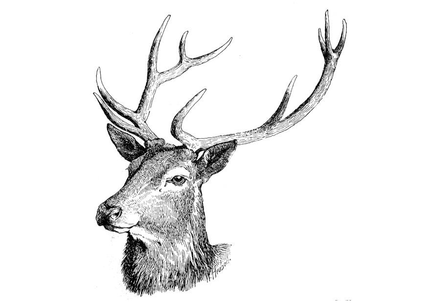 Coloring page deer