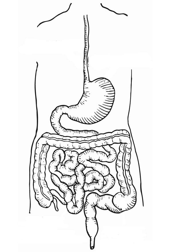 Coloring page digestive track