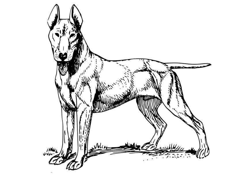 Coloring page dog - bull terrier