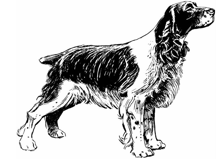 Coloring page dog - cocker spaniel