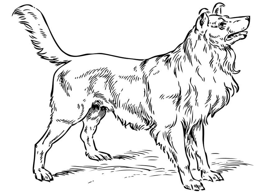 Coloring page dog - collie