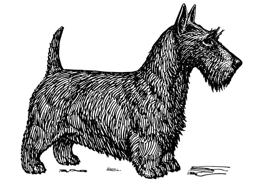 Coloring page dog - scottish terrier