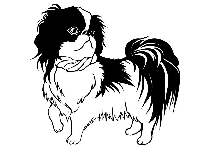 Coloring page dog - shih tzu