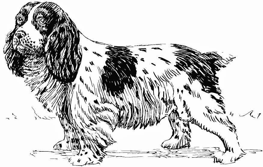 Coloring page dog - spaniel