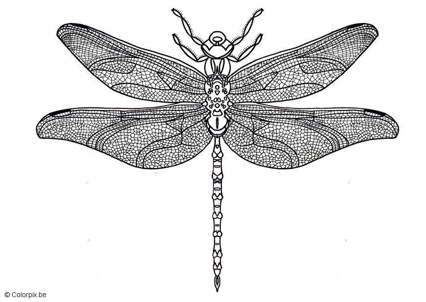 Coloring page dragonfly