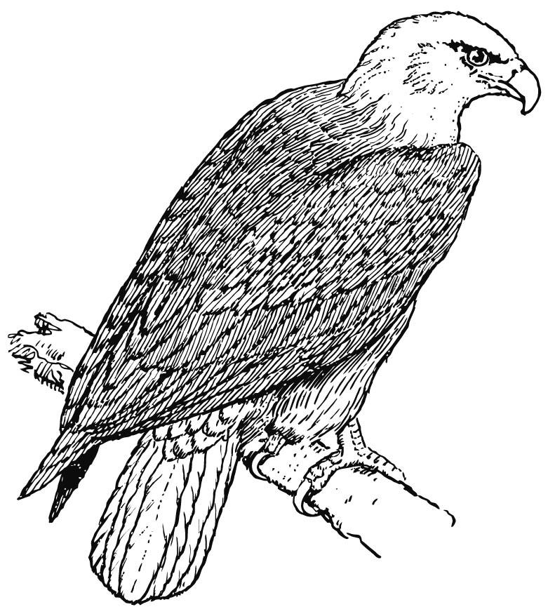 Coloring page eagle