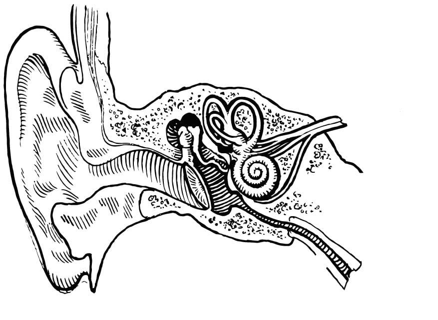 Coloring page ear, internal and external