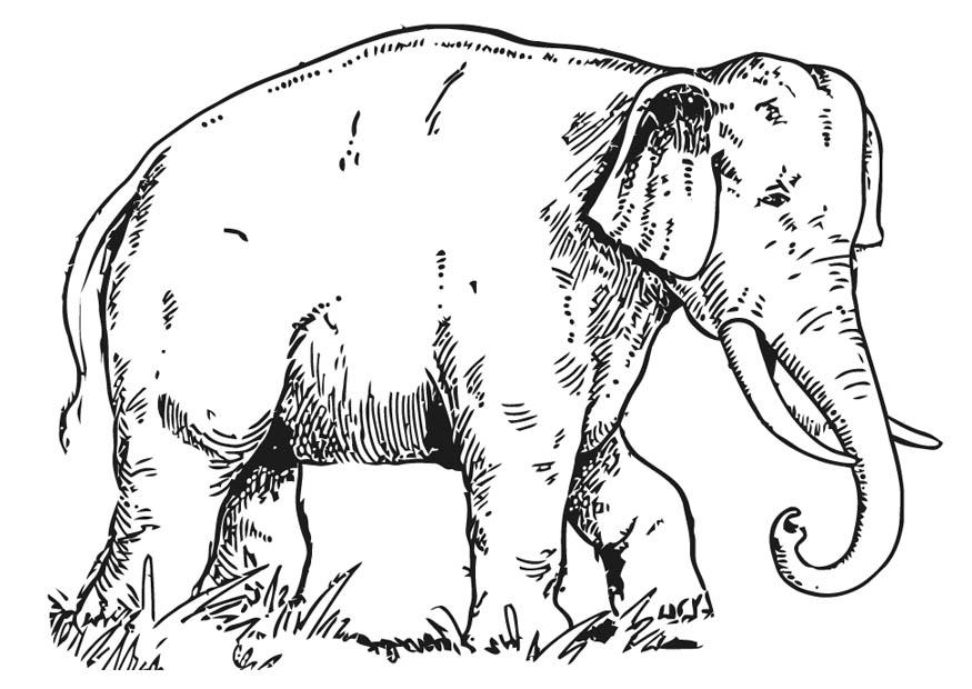 Coloring page elephant