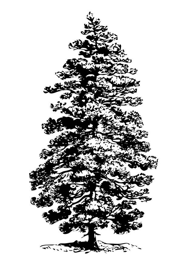 Coloring page fir tree