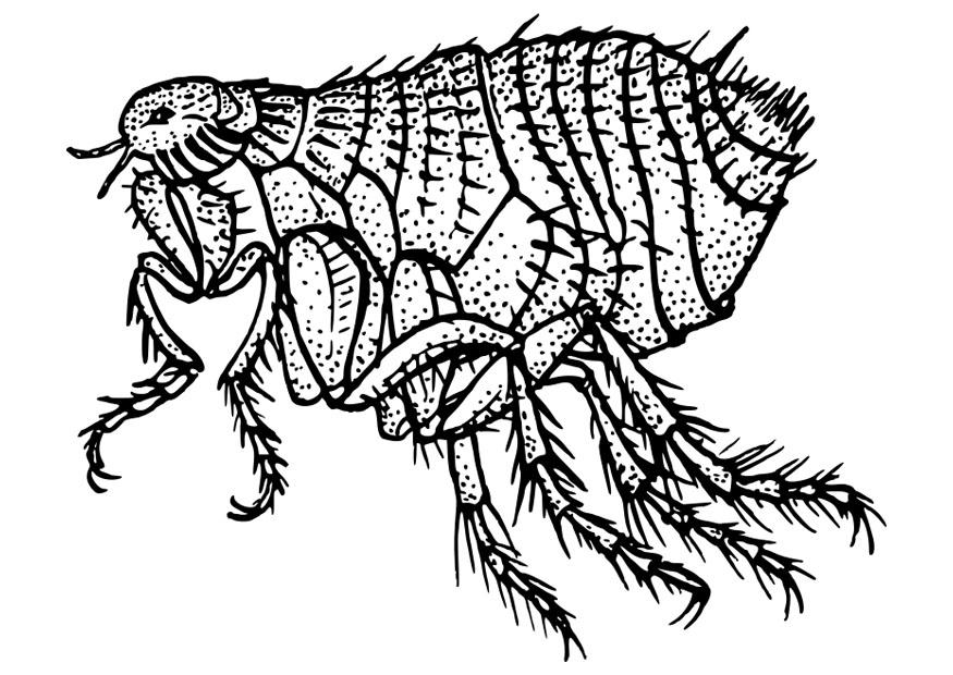 Coloring page flea