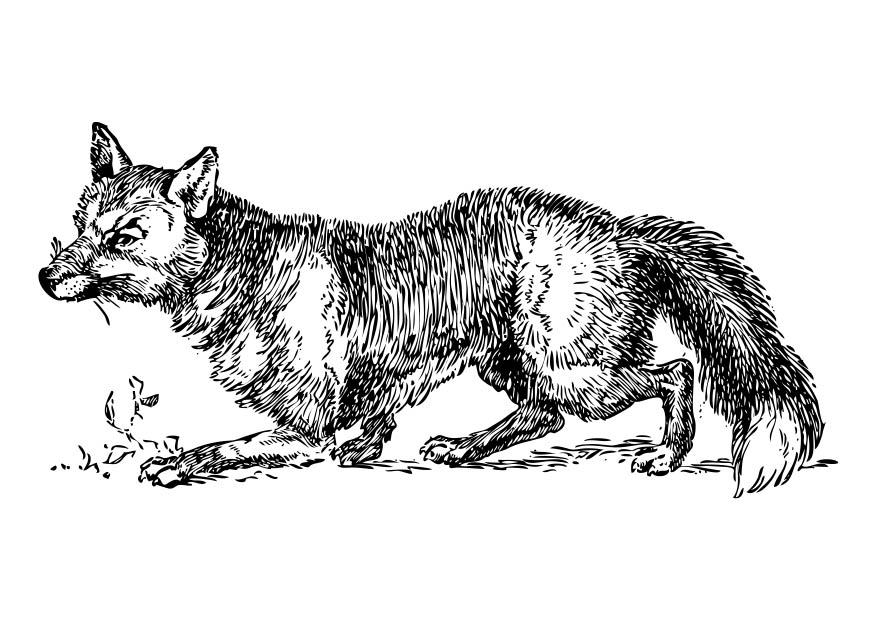 Coloring page fox