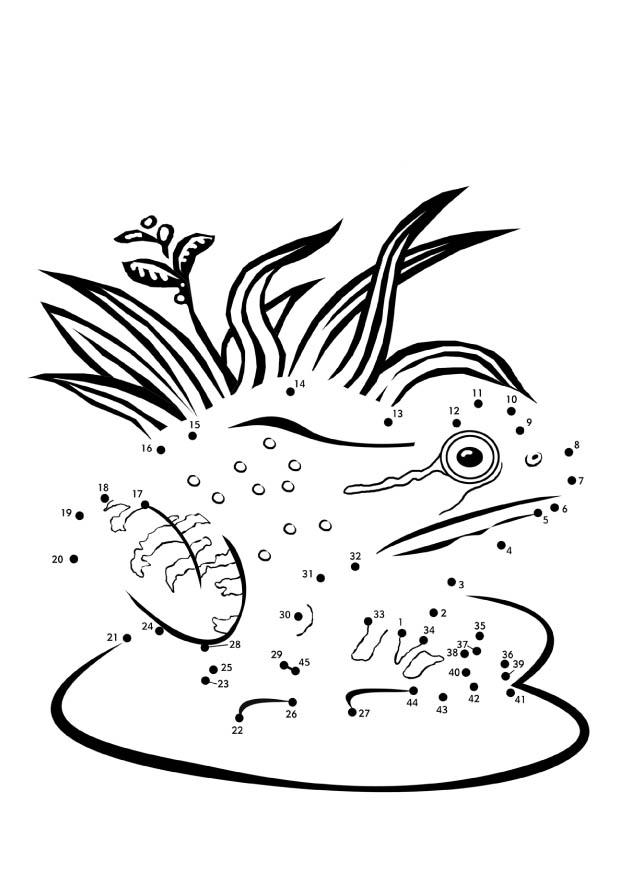 Coloring page frog