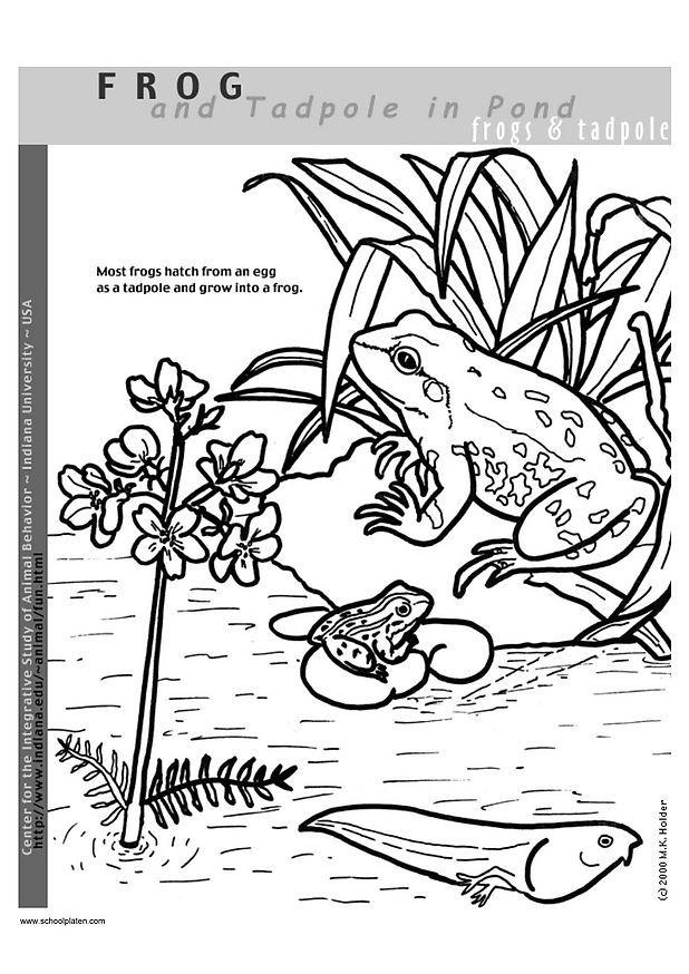 Coloring page frog