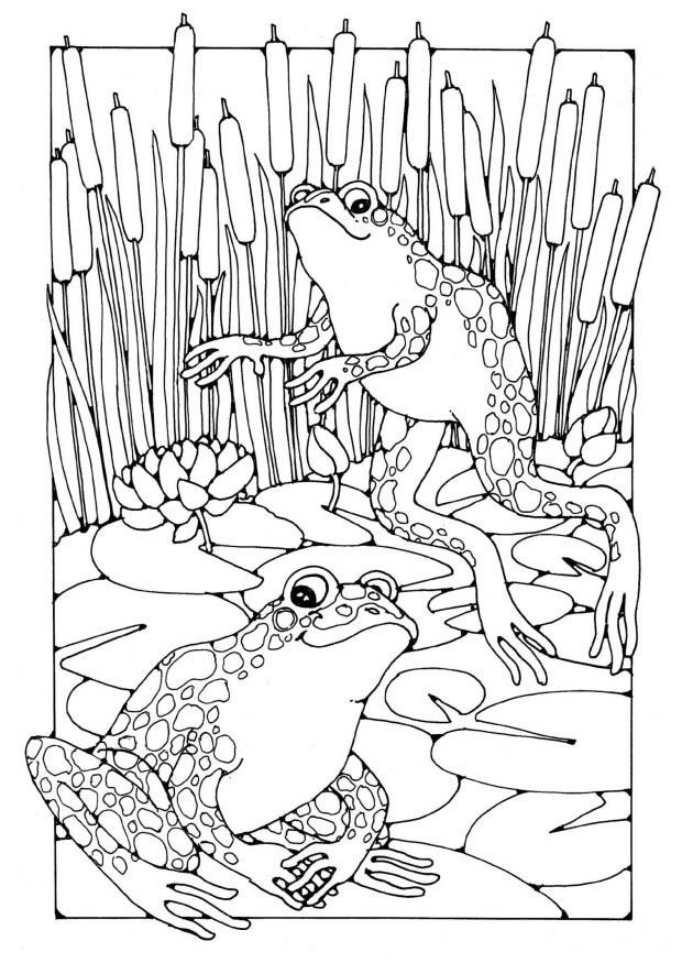 Coloring page frogs