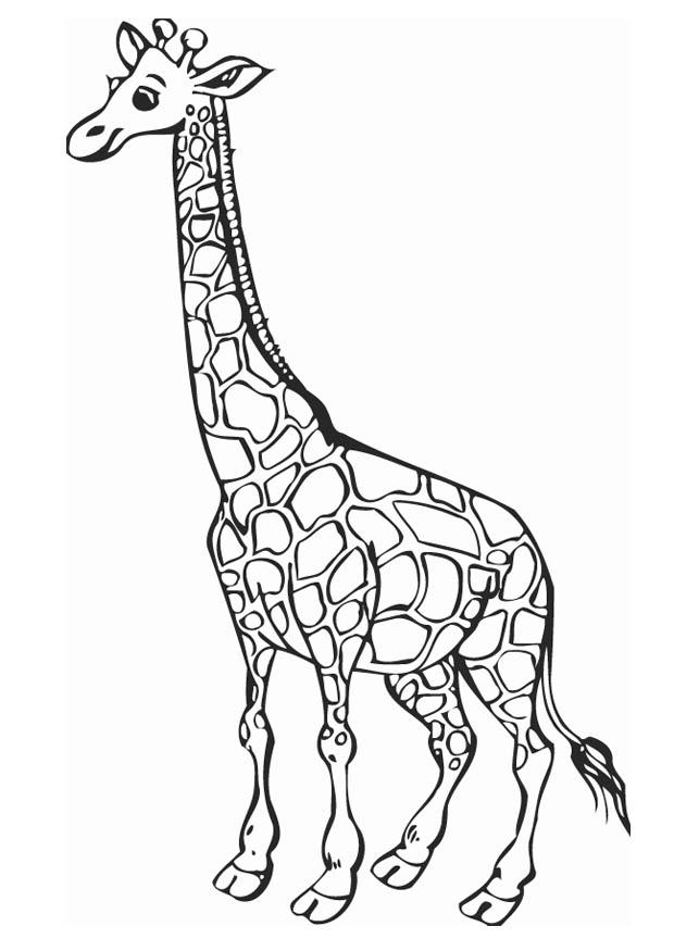 Coloring page giraffe