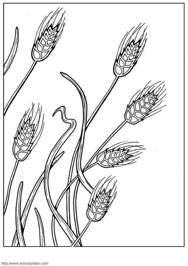 Coloring page grain