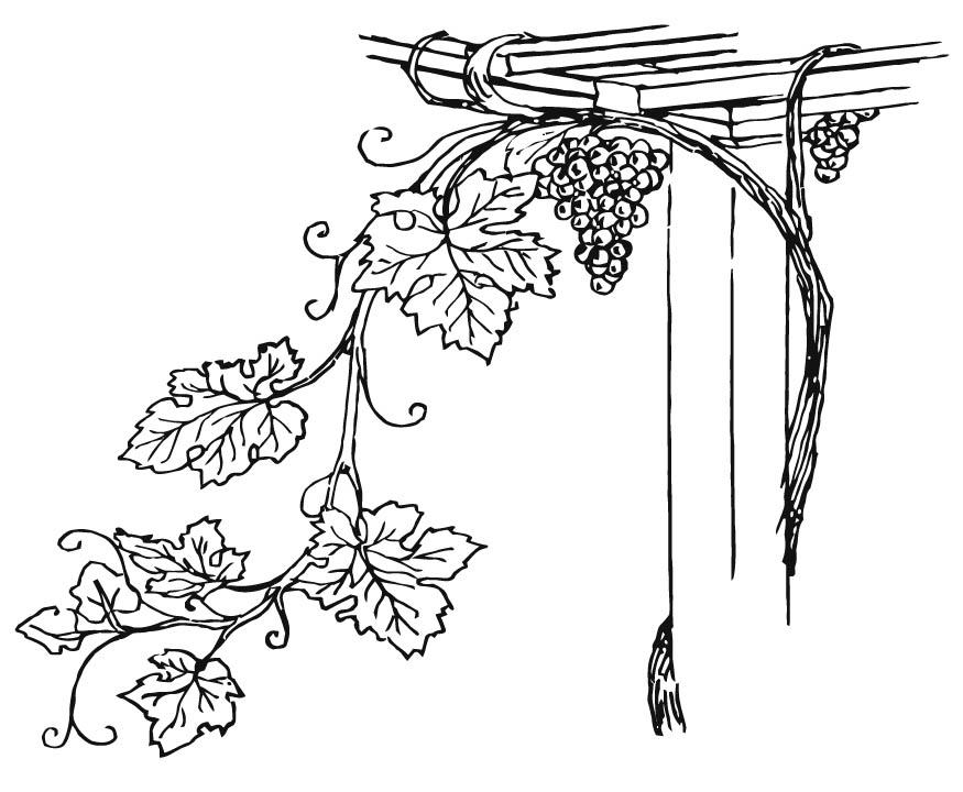 Coloring page grapevine