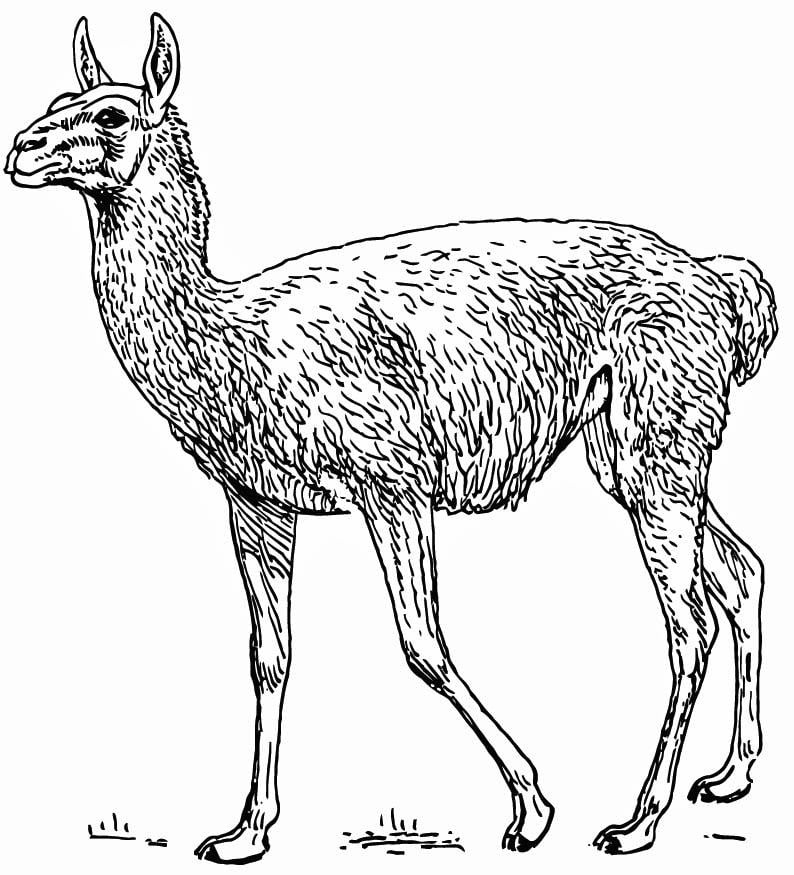 Coloring page guanaco