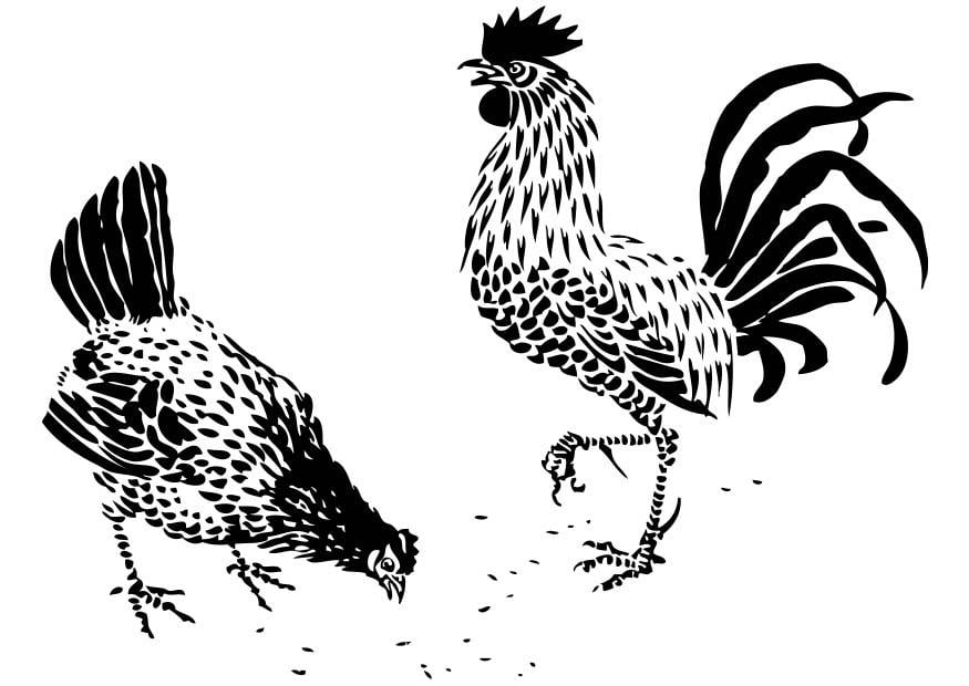 Coloring page hen and rooster