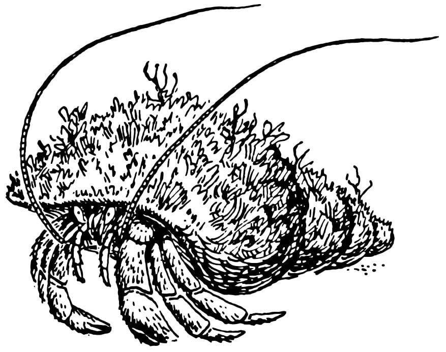 Coloring page hermit crab