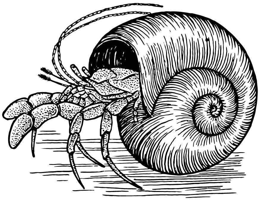 Coloring page hermitcrab