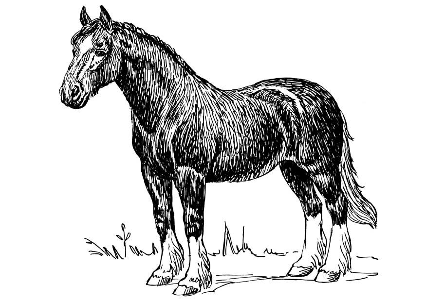 Coloring page horse