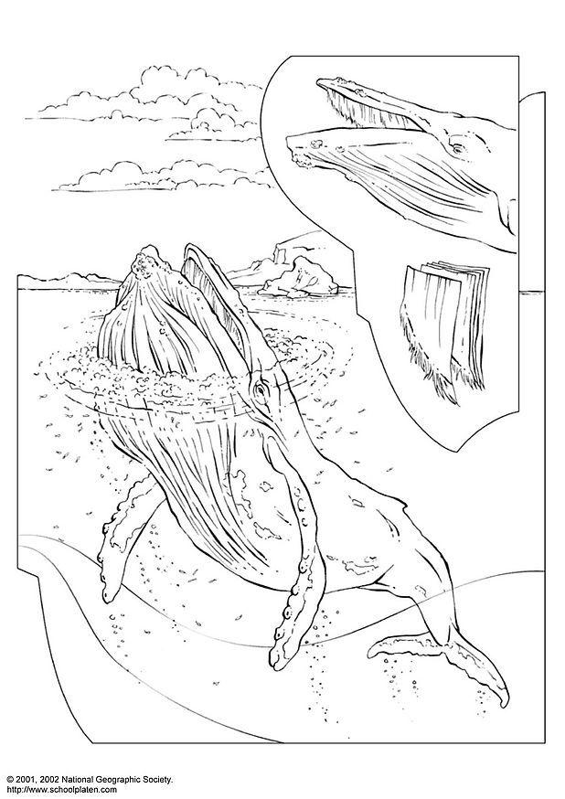 Coloring page humpback whale