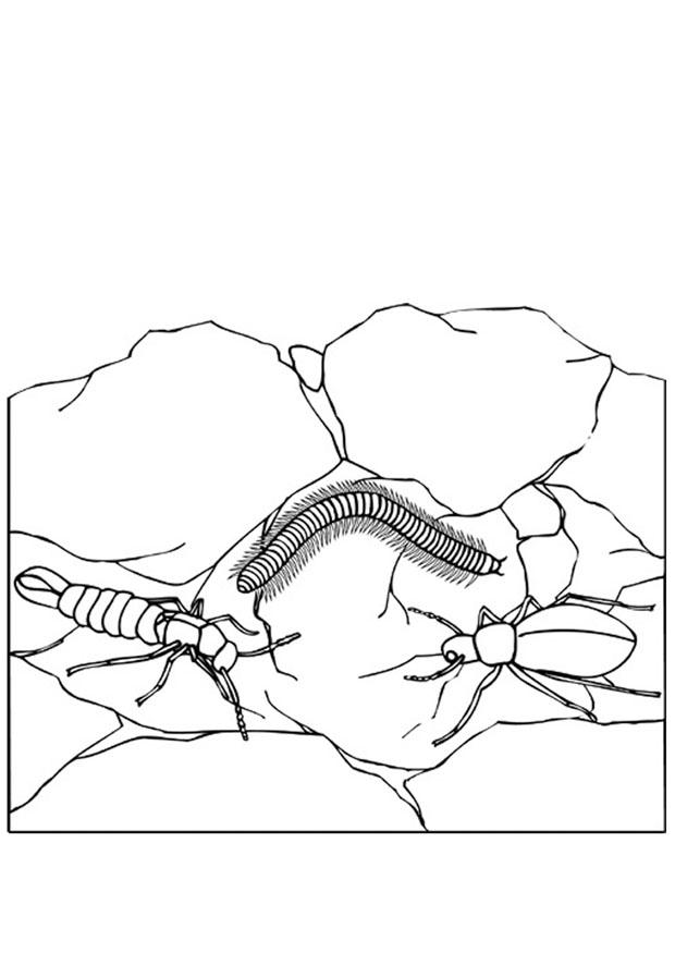 Coloring page insects