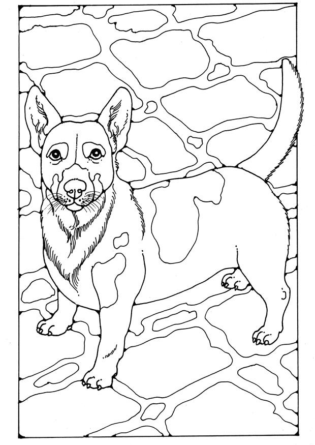 Coloring page jack russel