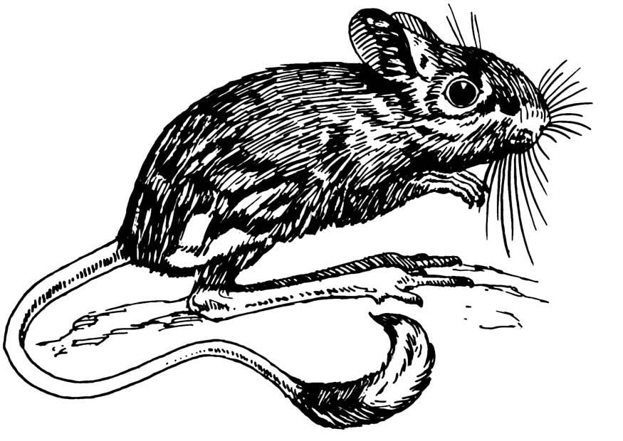 Coloring page jerboa