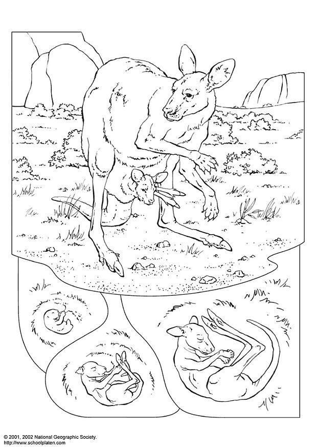 Coloring page kangaroo