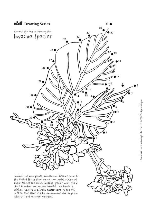 Coloring page kudzu