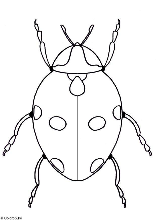 Coloring page ladybird