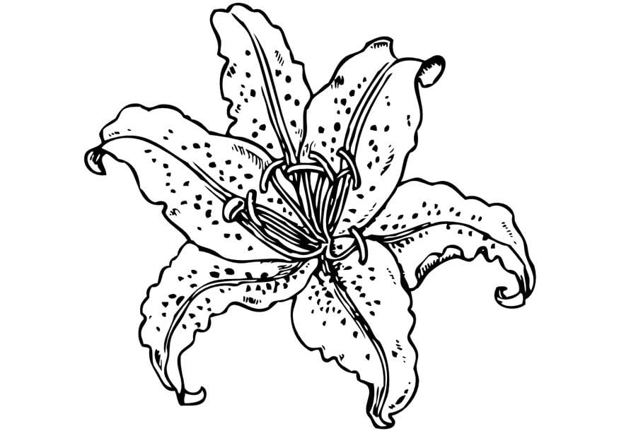 Coloring page lily