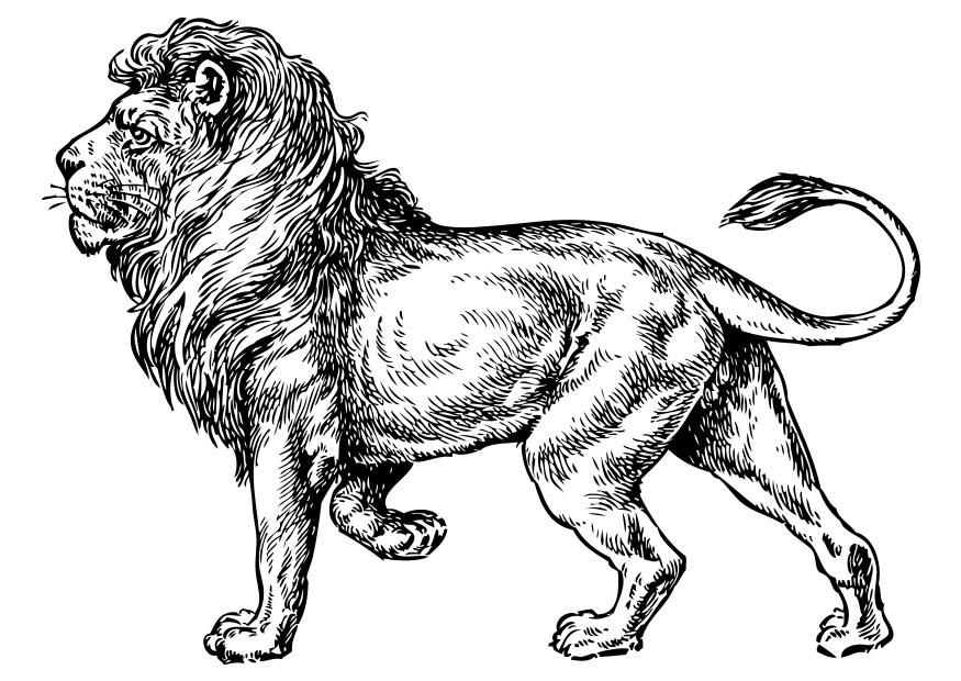 Coloring page lion