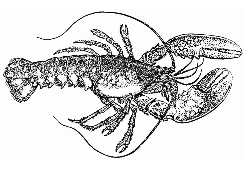 Coloring page lobster