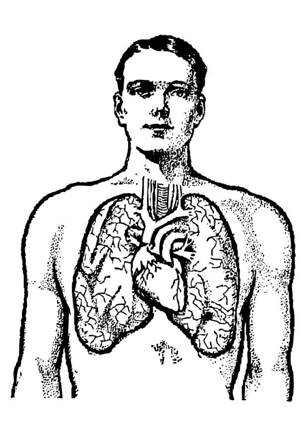 Coloring page lungs