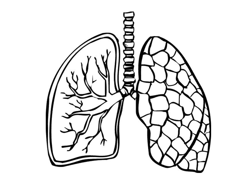 Coloring page lungs