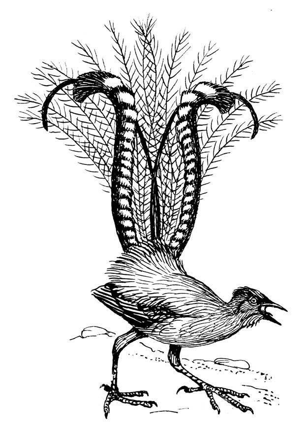 Coloring page lyrebird