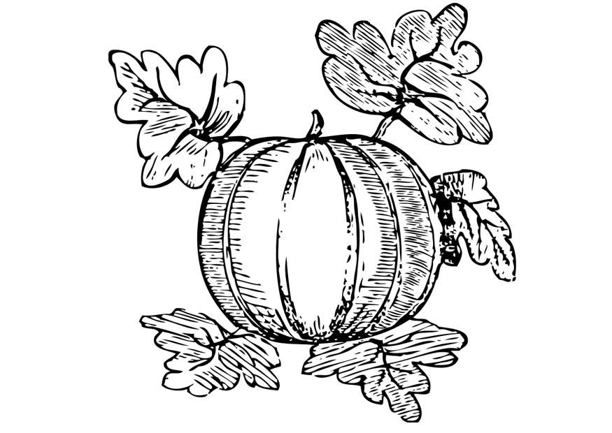 Coloring page melon