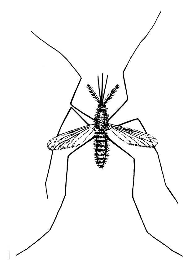 Coloring page mosquito