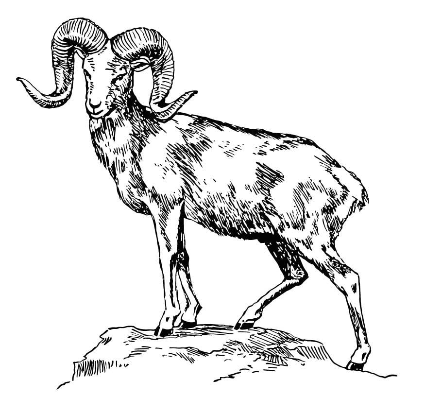 Coloring page mountain sheep - argali