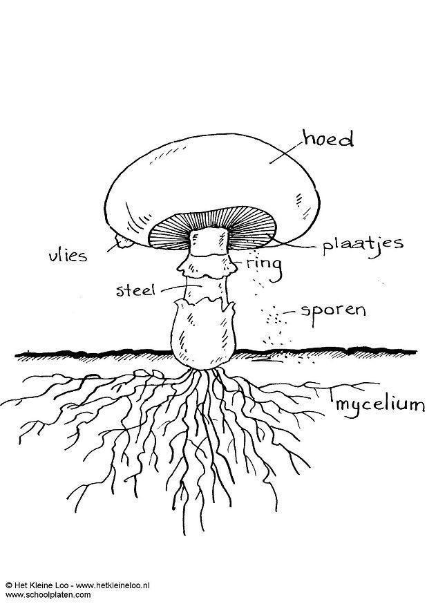 Coloring page mushroom