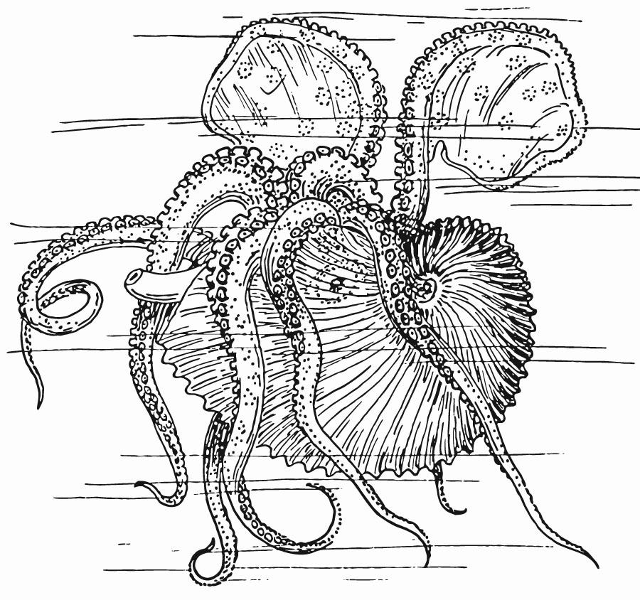 Coloring page nautilus - octupus