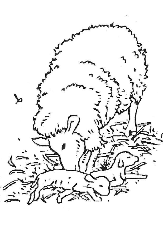 Coloring page newborn lamb