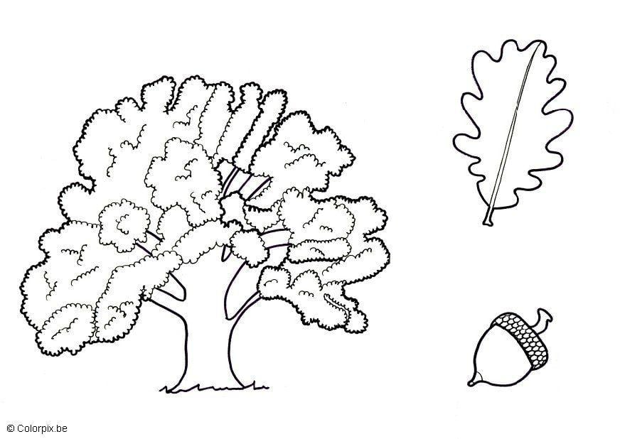 Coloring page oak