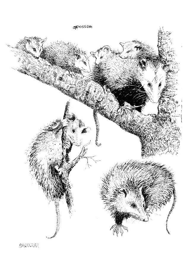 Coloring page opossum